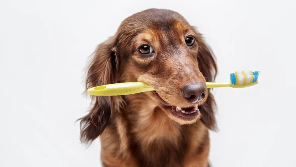 pet dental