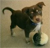 puppy with toy ball