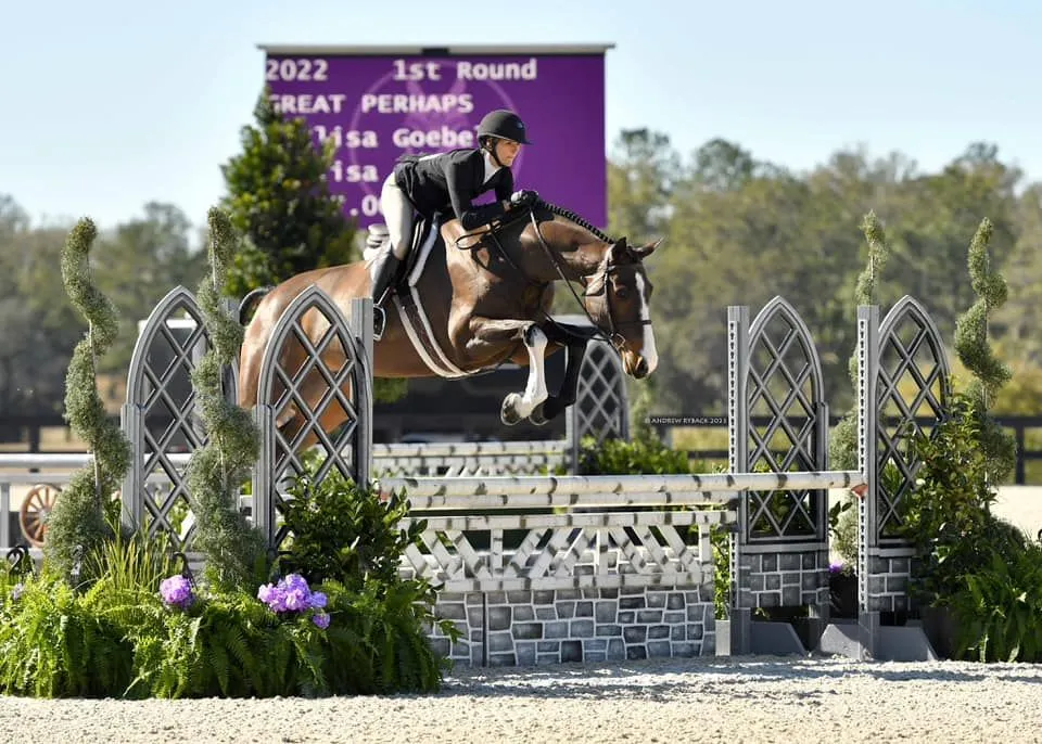 bay horse jumping