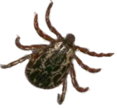 Lyme Disease from Ticks in Winchester Virginia