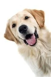 Dallas Veterinary | Dallas Vaccinations - Dogs | NC | Crossroads Animal Hospital |