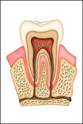 Illustration of cross section of tooth, Laser Gum Surgery, Honolulu, HI