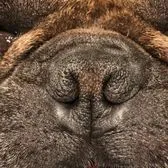 hank-before-stenotic-nares-soft-palate-surgery-family-pet-clinic-of-redondo-beach