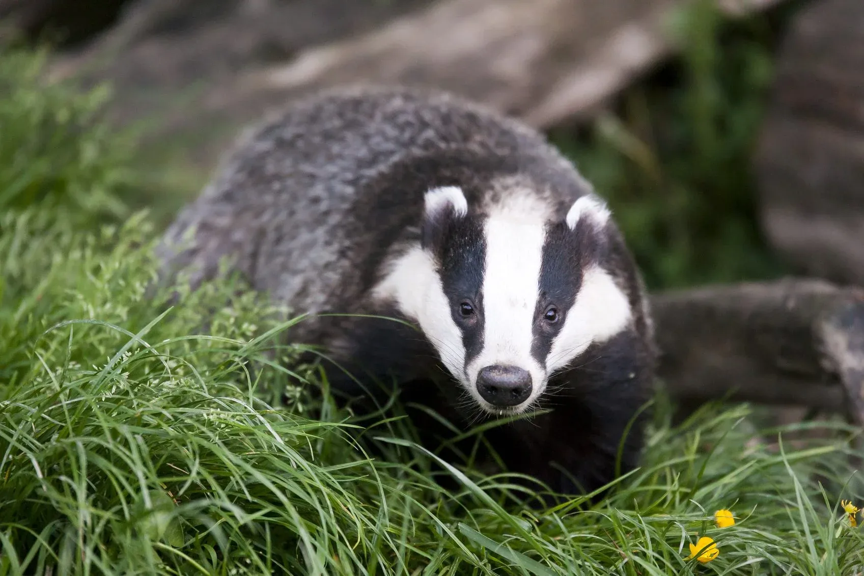 Photo of a Badger in green grass