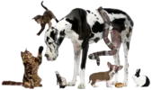 Greenfield Veterinary Clinic