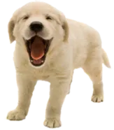 puppy1.png