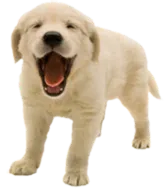puppy1.png