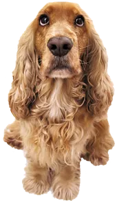 image of cocker spaniel dog. 