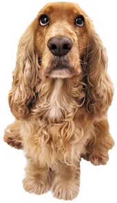 Image of cocker spaniel dog