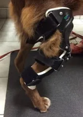 Dog Braces, Splints, & Carts  Veterinarians in Des Moines, IA