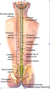 Image result for vertebrae with nerves