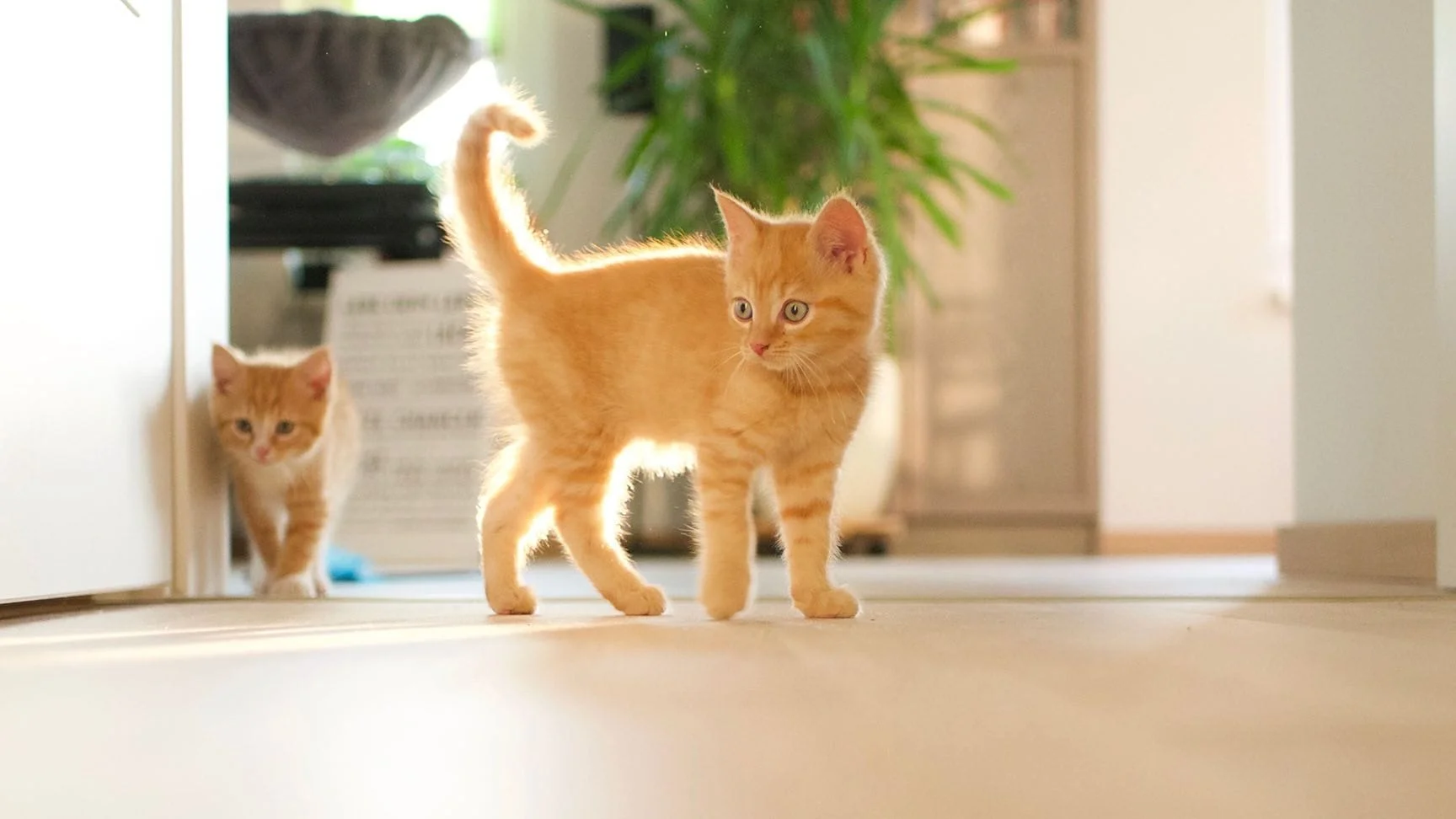 Two orange tabby kittens