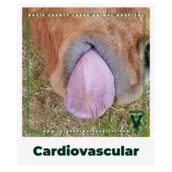 Cardiovascular.OwnerEducationLibrary.DavieCountyLargeAnimalHospital.Purpletongue.Hipoxia