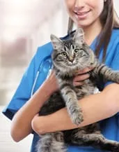 cat and vet tech
