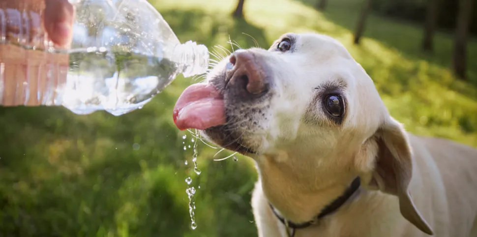 Drinking dog