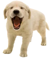 puppy yawing