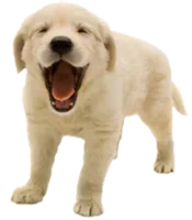 White puppy