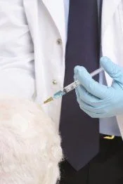 San Jose pet care involves regular vaccinations