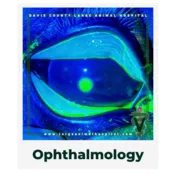 Ophthalmology.OwnerEducationLibrary.Davie.County.Large.Animal.Hospital.Corneal.Ulcer.in.blue.light.horse