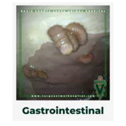 Gastrointestinal.OwnerEducationLibrary.DavieCountyLargeAnimalHospital.Gasterophilusinfestation.botsinhorsestomach