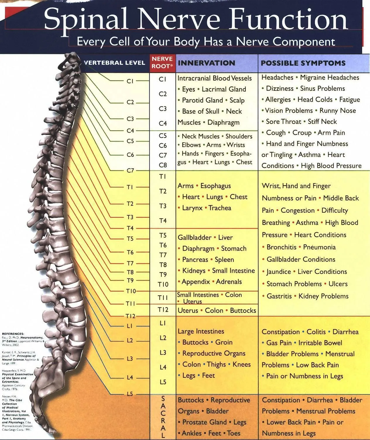 Spinal Nerve Function Chart