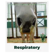 Respiratory.OwnerEducationLibrary.Davie.County.Large.Animal.Hospital.Nasaldischargehorse