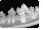 x-ray of a dog's teeth from Gran Junction, CO