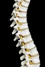 spine.jpg