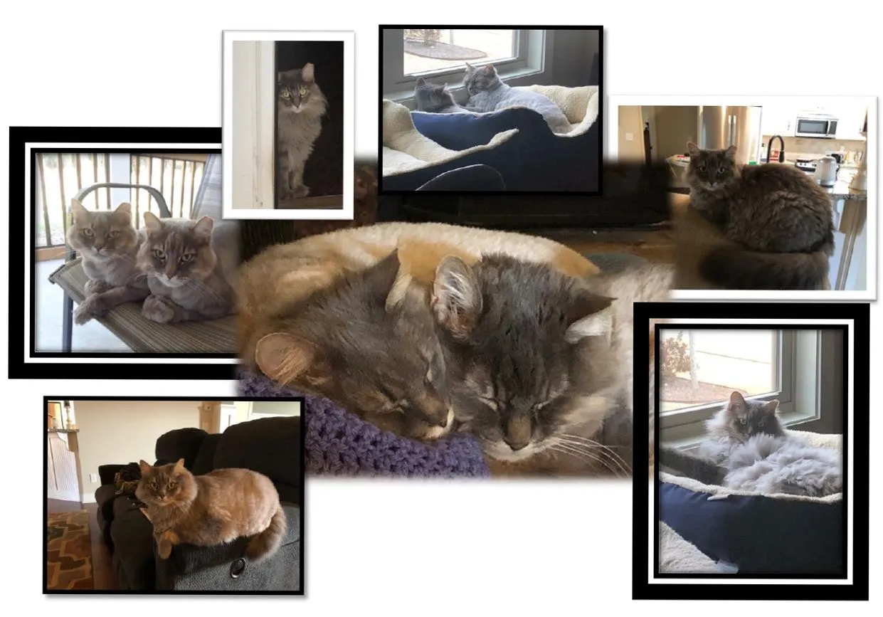 April: Abby and Grayson Cole, pet of the month April 2020