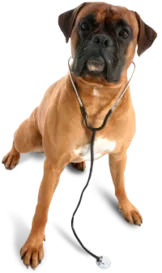 veterinarian dog