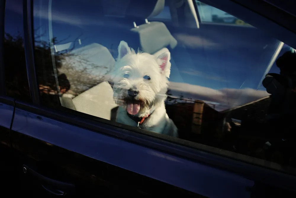 traveling-with-your-pet