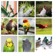 avian collage