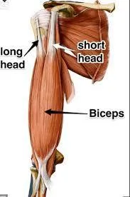 biceps tendons