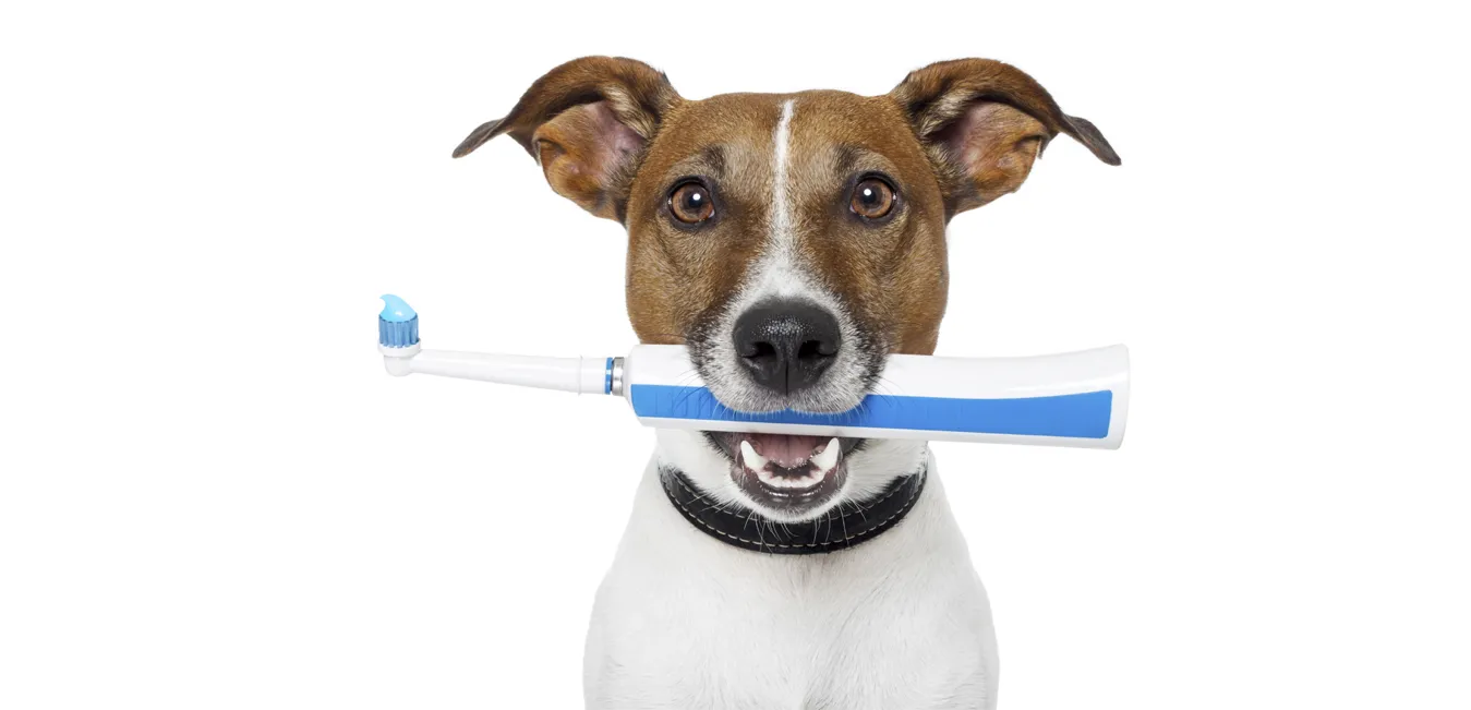 Pet Dental Care