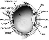 eye-anatomy2.jpg
