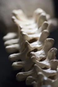 Human spine model perspective photo running down the spine