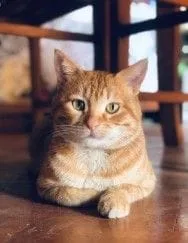 orangecat