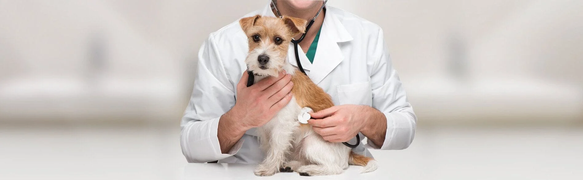 Vet with dog 