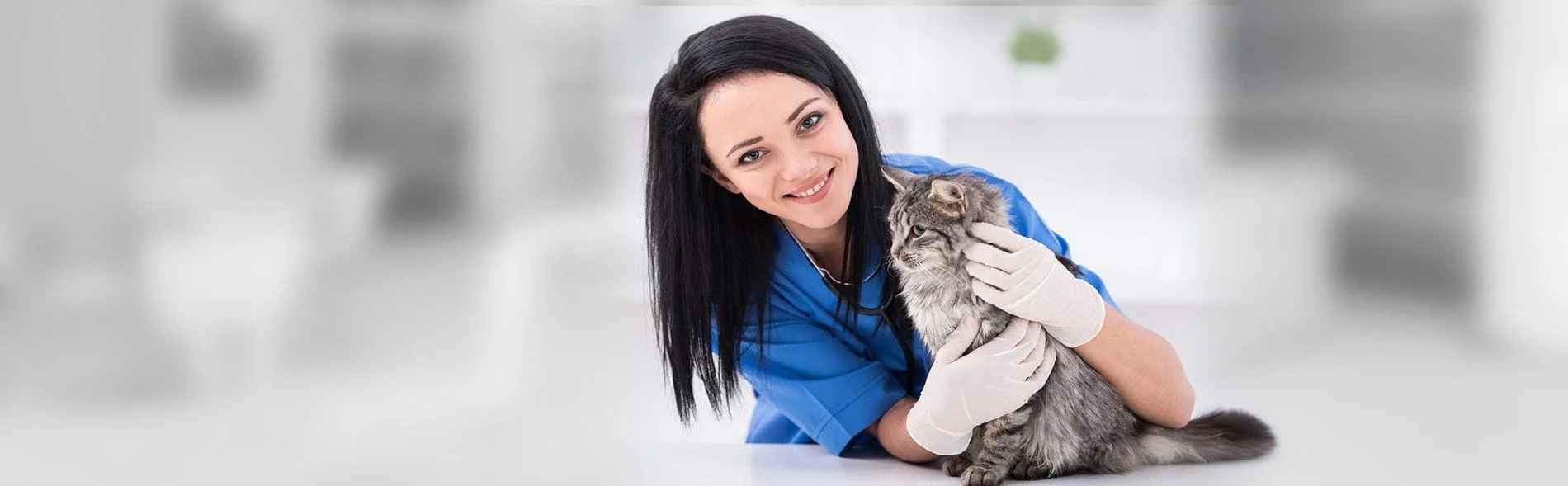 vet with kitten