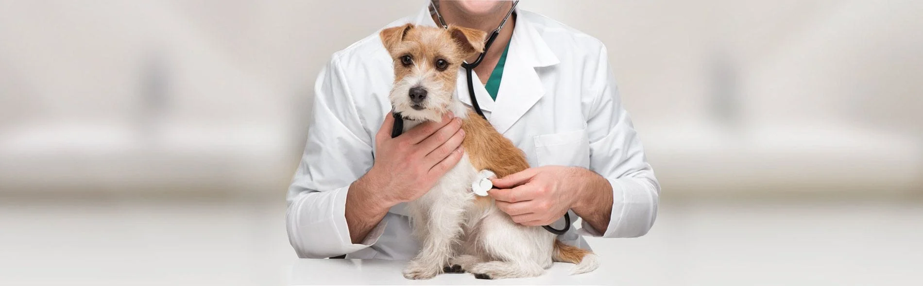 Comprehensive Exams and Preventative Care For Pets