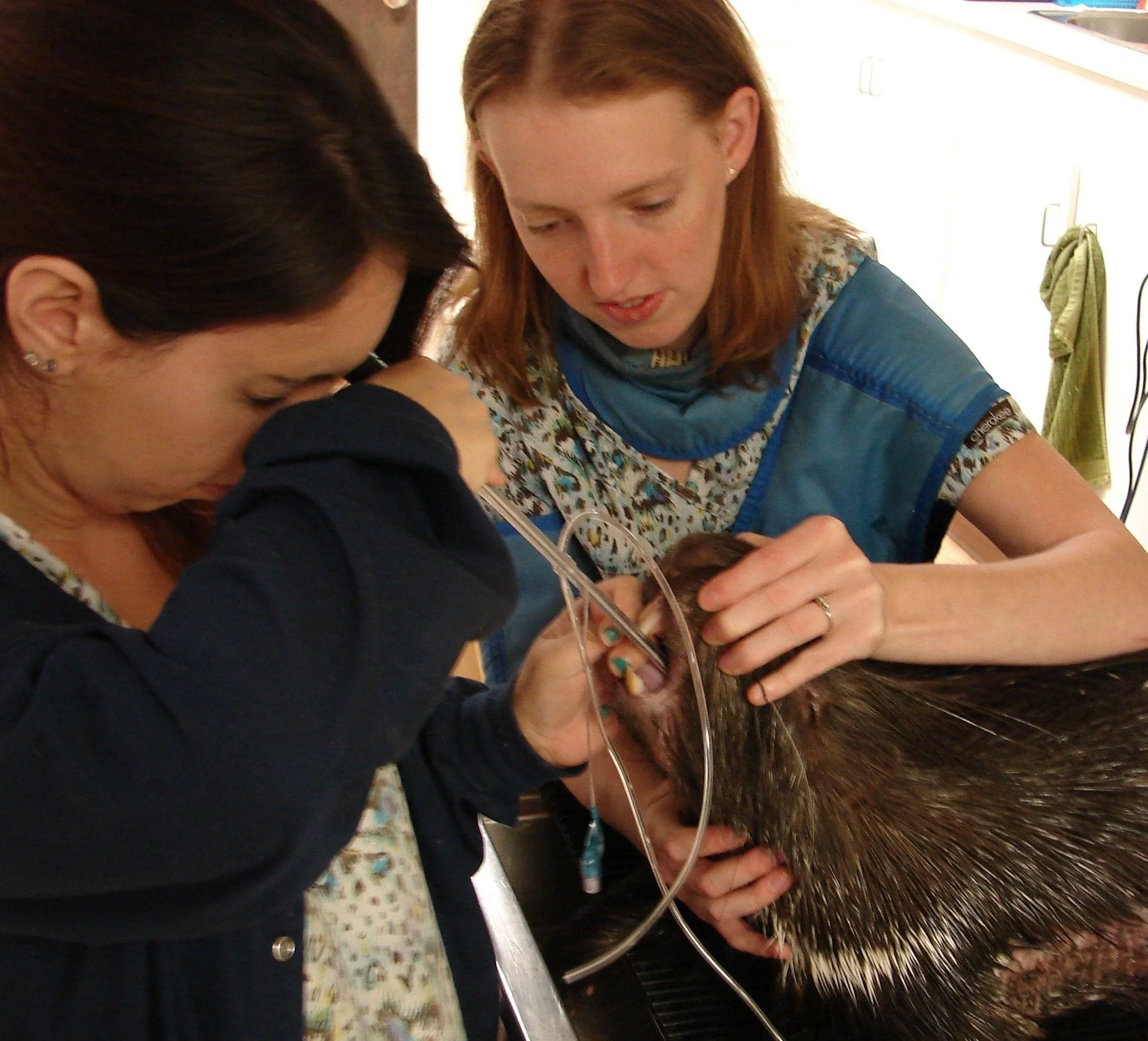 Intubating a Porcupine 