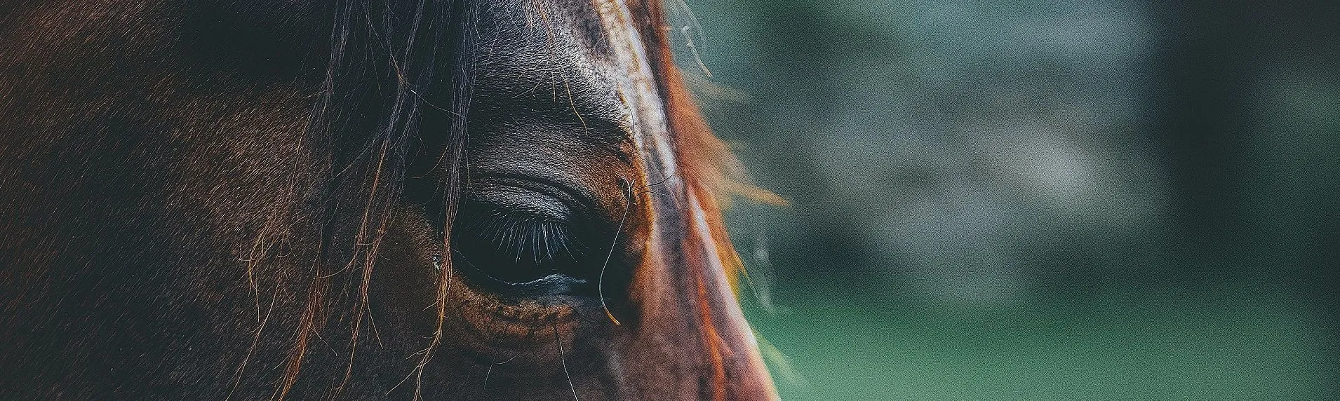 ​Equine Assisted Psychotherapy