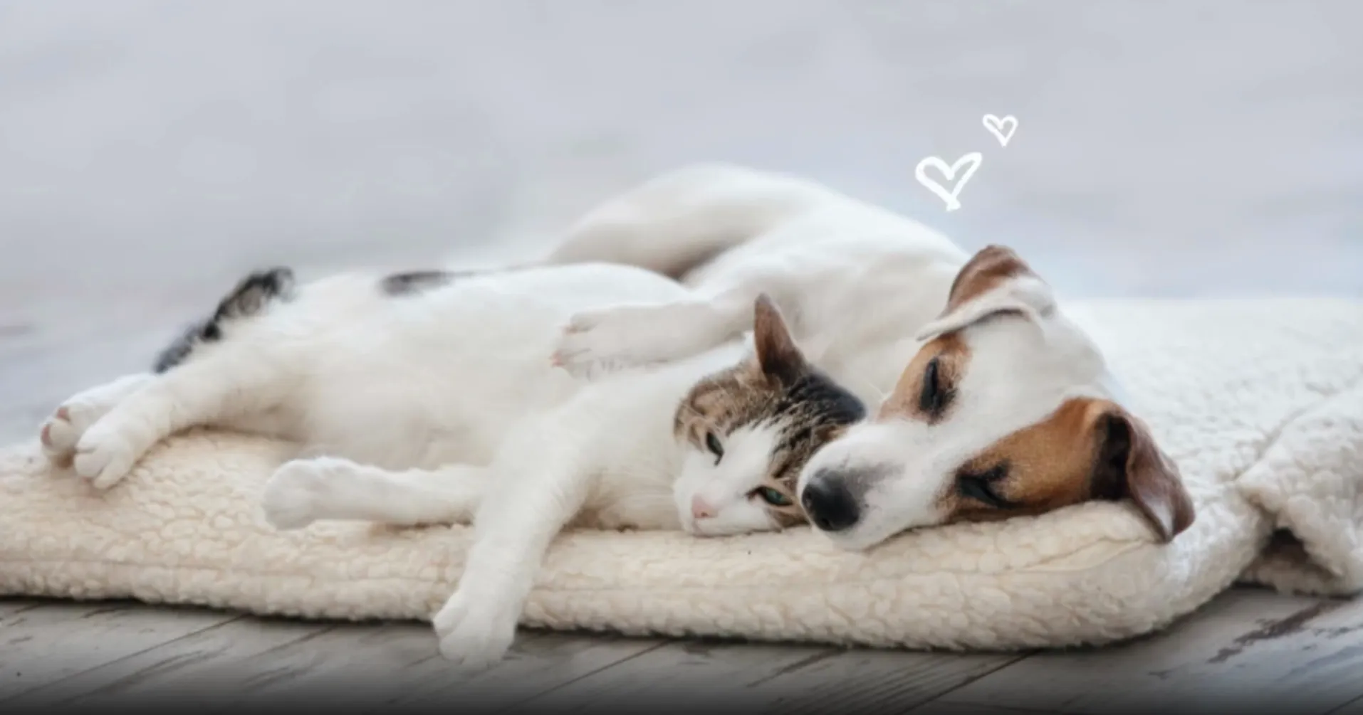 Veterinarian in Thousand Oaks, CA DR PETS - Main Image