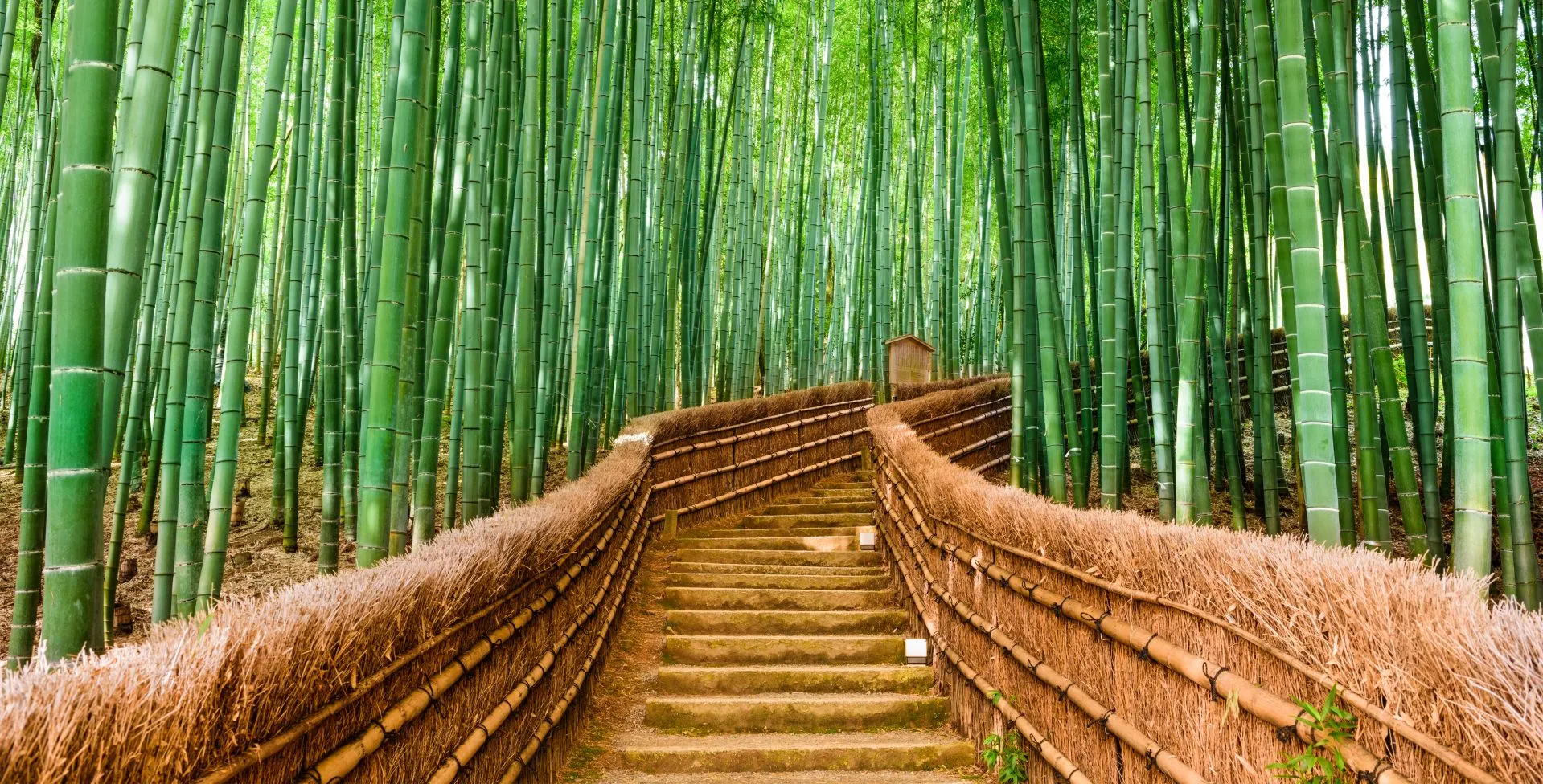 Kyoto Japan Bamboo Forest Bridge