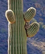 saguarro with bobcat