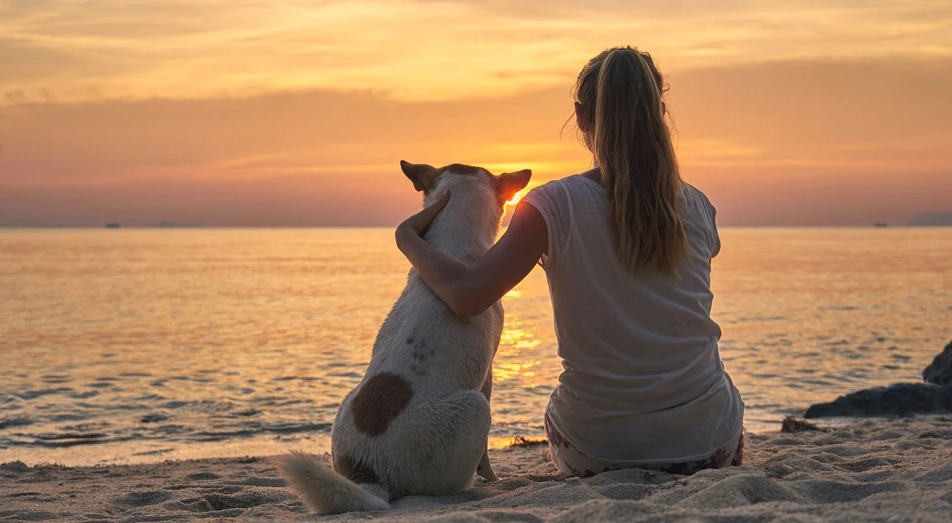 sunset withdog