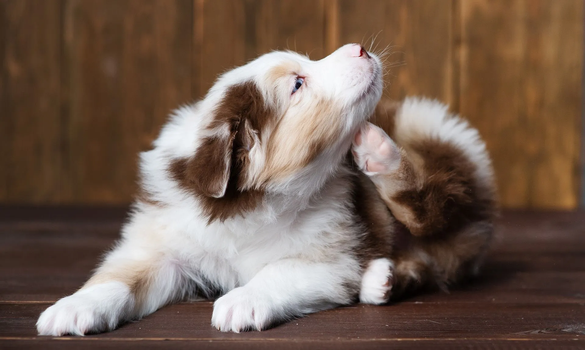 puppy scratching