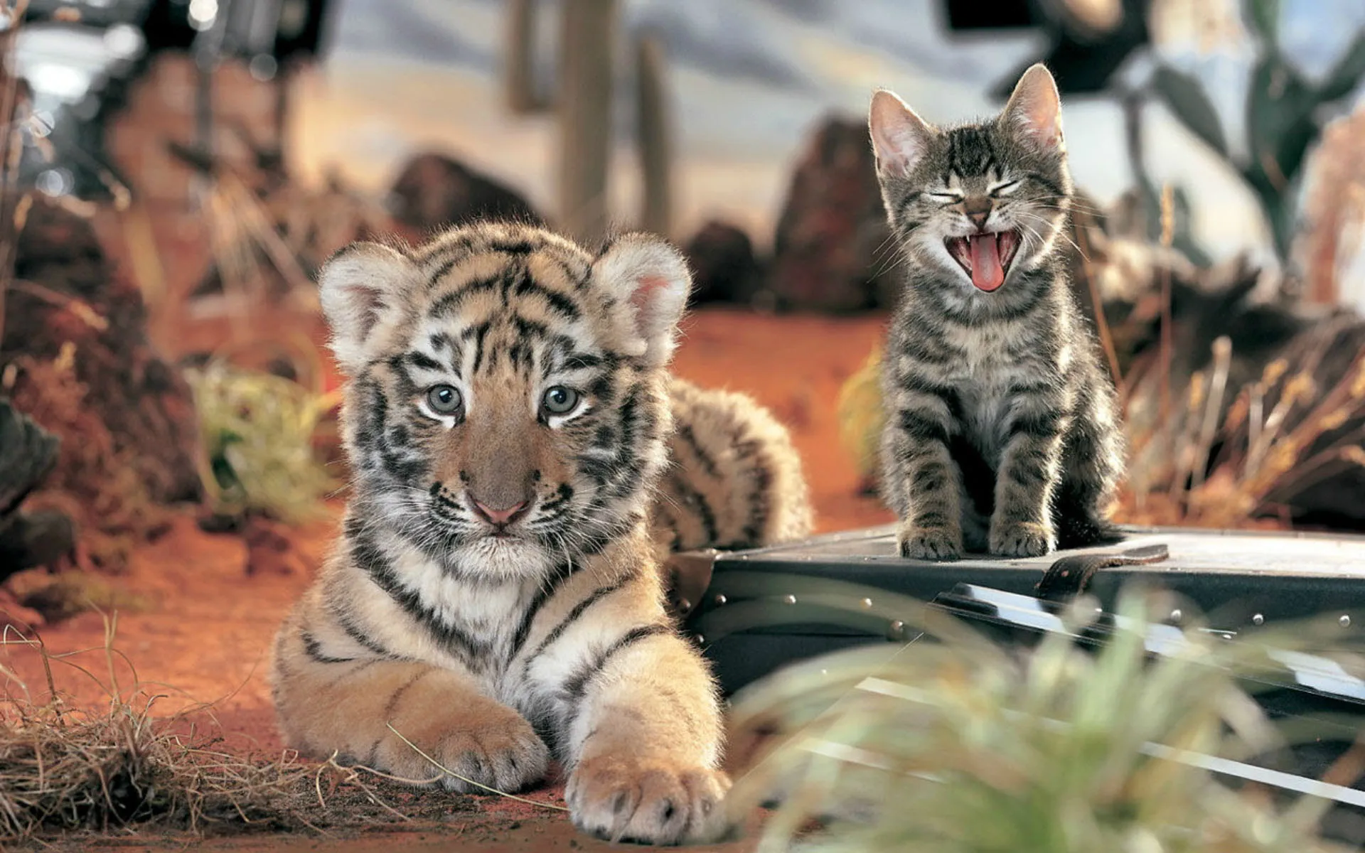 Tiger and Kitten