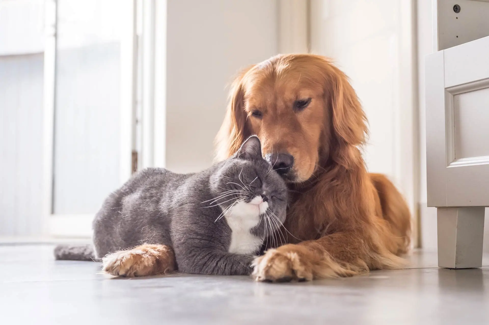 dog and cat