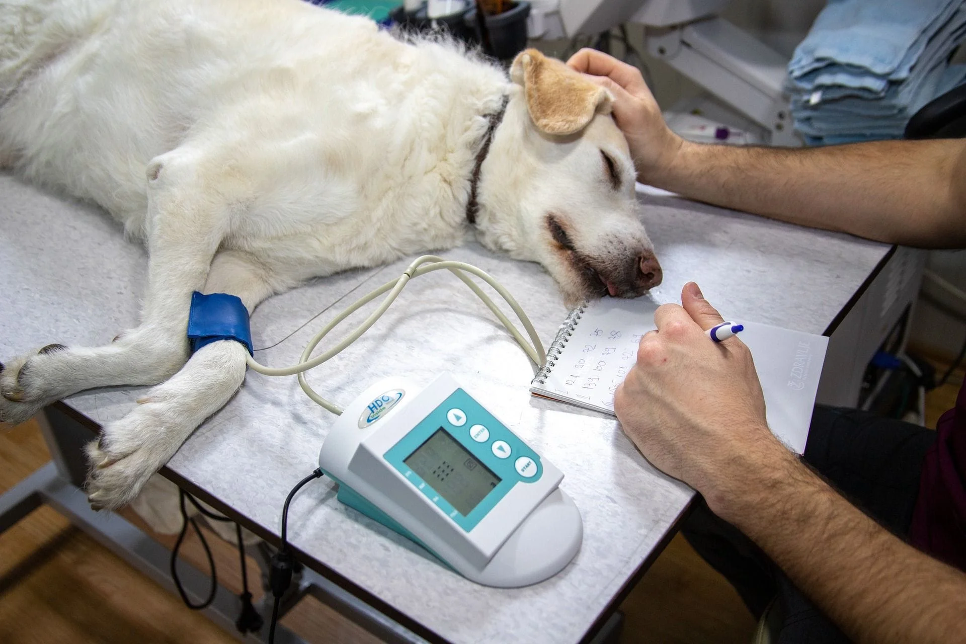 Dog being monitored on anesthesia 